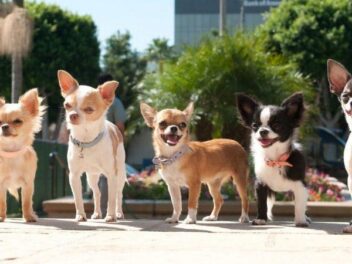 Chiens de petites tailles : les 15 races au TOP
