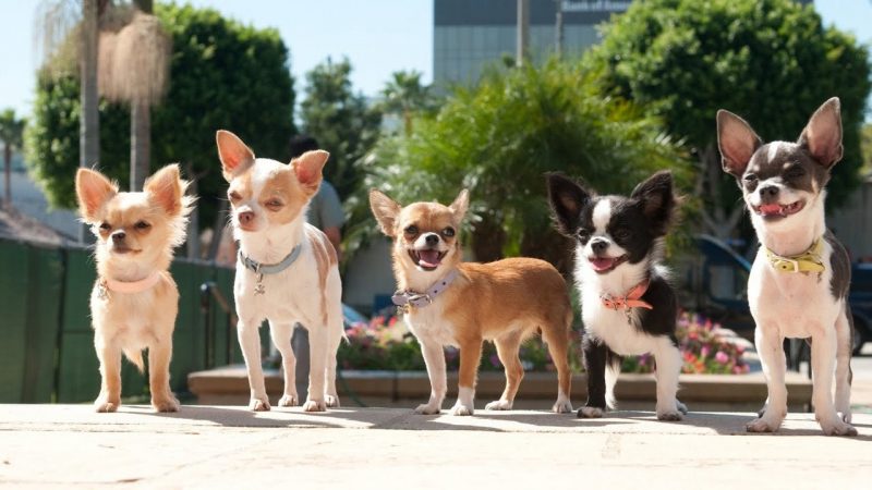 Chiens de petites tailles : les 15 races au TOP