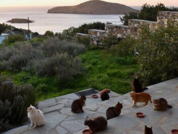 Job de rêve : Caresseur de chats professionnel recherché