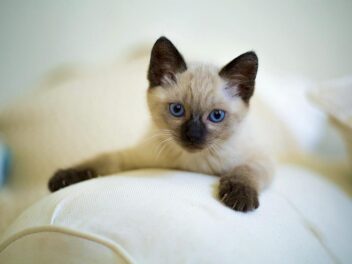 Chat de race – Bien choisir le caractère de son chat