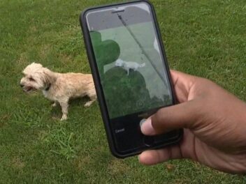 Doggzam: l&rsquo;application mobile qui vous permet de reconnaître la race d&rsquo;un chien