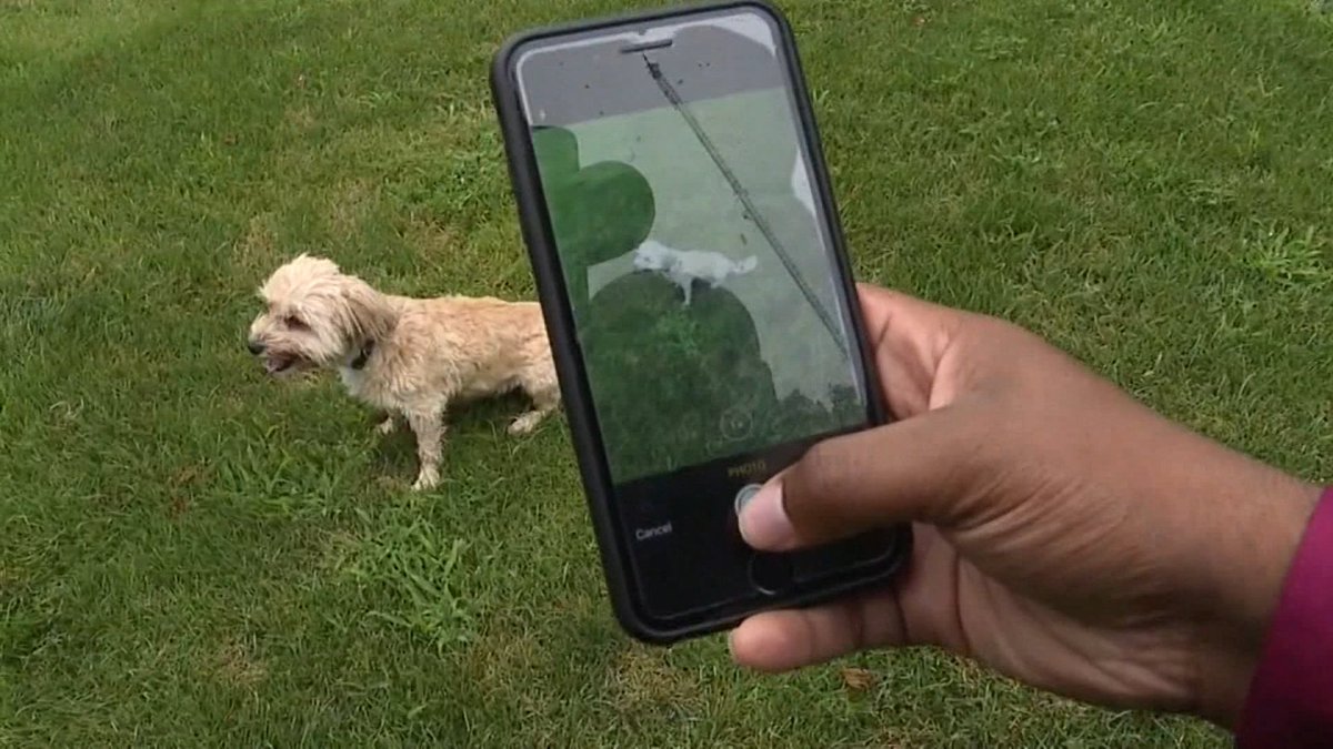 Doggzam: l&rsquo;application mobile qui vous permet de reconnaître la race d&rsquo;un chien