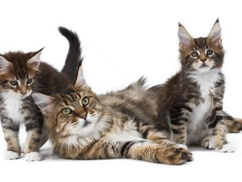 Le chat, animal de compagnie préféré des Suisses