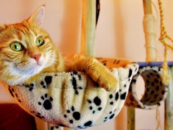 Accessoires pour chat : les 7 indispensables à avoir