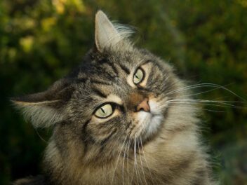 3 raisons d’adopter un chat Norvégien