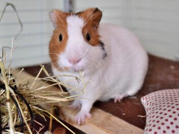 Adopter un cochon d&rsquo;Inde : 3 qualités qui vont vous faire craquer !