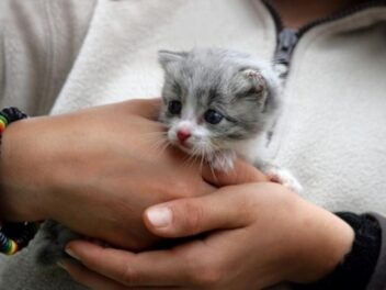 Adopter un chat : Ce qu&rsquo;il faut savoir