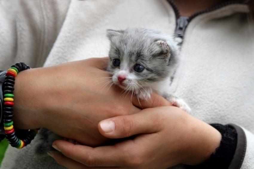 Adopter un chat : Ce qu&rsquo;il faut savoir