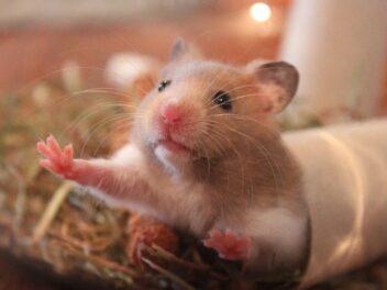 Adopter un hamster – 3 qualités qui vont vous faire craquer