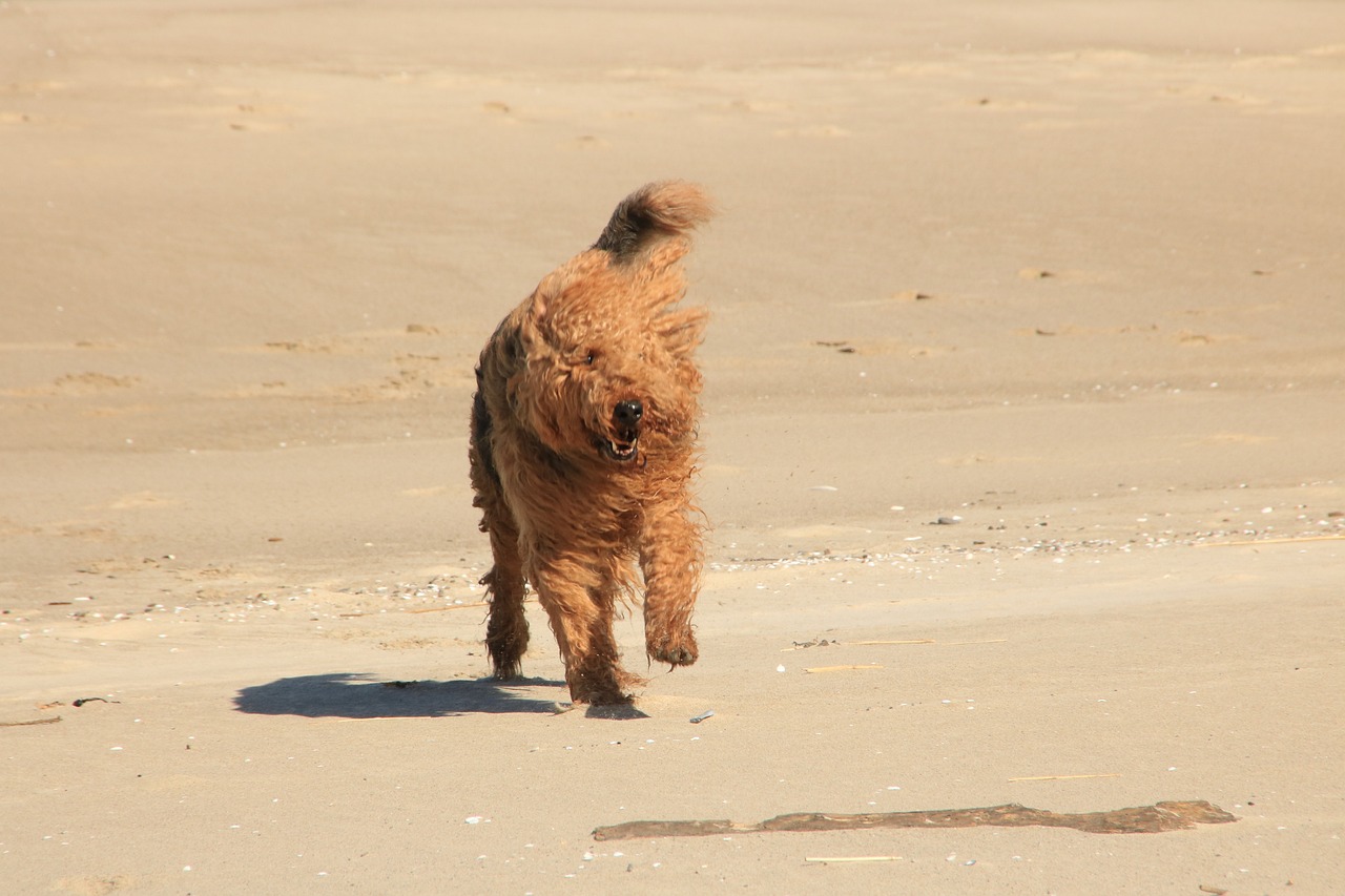chien Airedale Terrier qui court