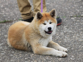 Ces 7 races de chien n’aiment pas être serrées dans les bras