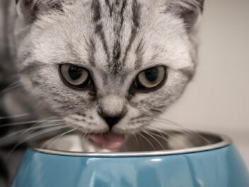Alimentation du chaton : ce qu&rsquo;il faut savoir