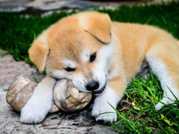10 aliments toxiques pour les chiens