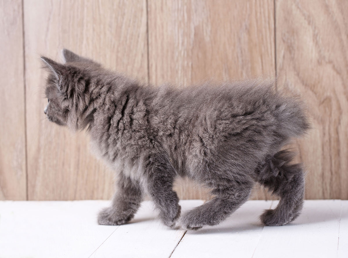 race de chat American Bobtail