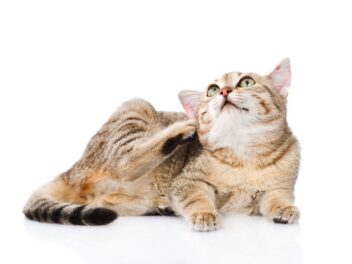6 anti-puces naturels pour chat