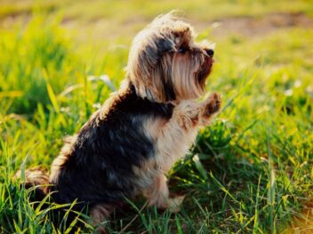 Comment apprendre à son chien à donner la patte