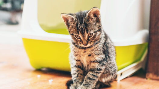 Apprendre au chat à utiliser sa litière