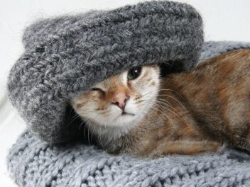 Apprentissage du chaton : quelques conseils