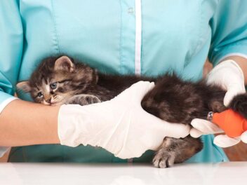 Assurance chat – Pourquoi assurer son chat ?