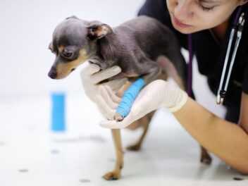 Assurance pour chien : Pourquoi assurer son chien ?