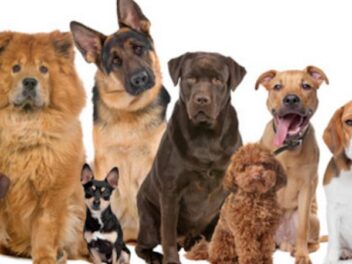 10 races de chien préférées des suisses