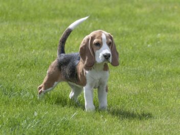 3 raisons d’adopter un Beagle