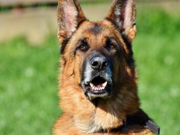 3 raisons d’adopter un Berger Allemand