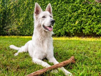 Le berger blanc suisse, on l&rsquo;adore