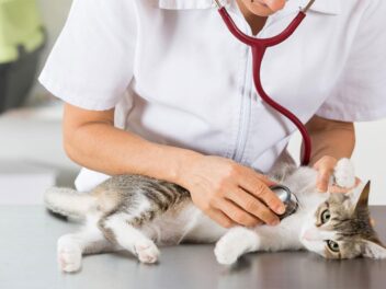 5 conseils pour bien choisir son vétérinaire