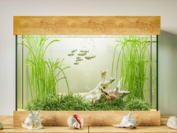 Aquarium : 5 conseils pour bien débuter
