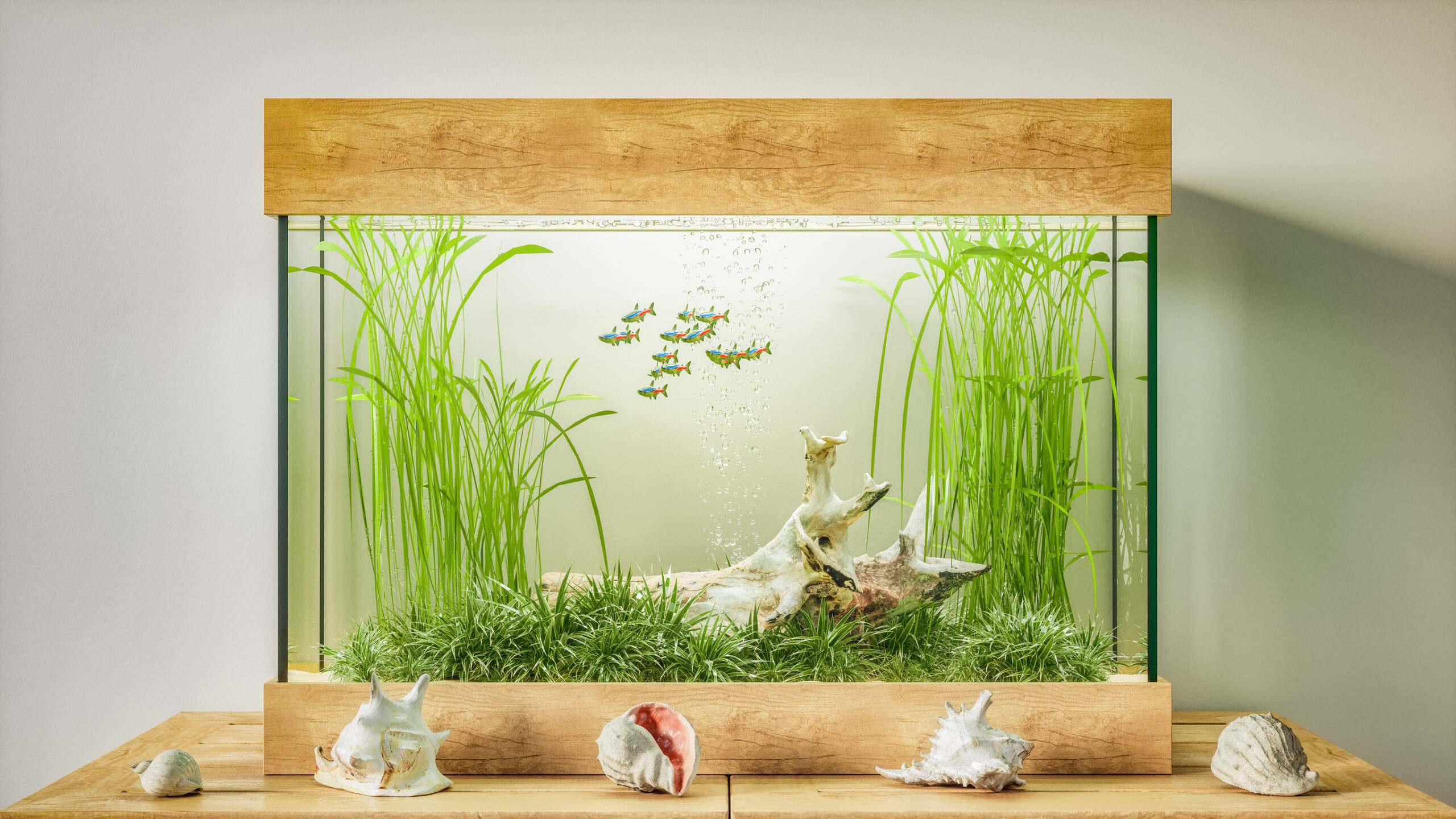 Aquarium : 5 conseils pour bien débuter