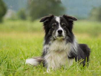 3 raisons d’adopter un Border Collie