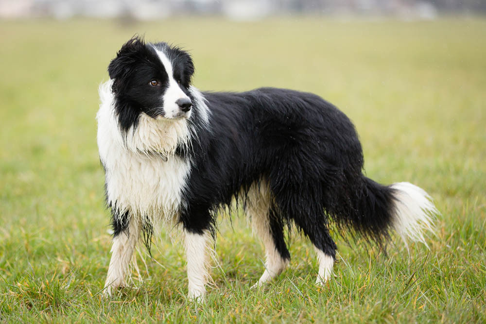 Border Collie Border Collie