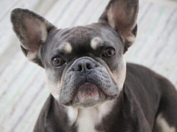 3 raisons d’adopter un Bouledogue Français