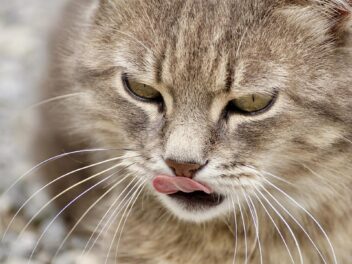 Boules de poils des chats : Comment faire