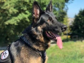 Un chien policier neuchâtelois sauve une jeune femme