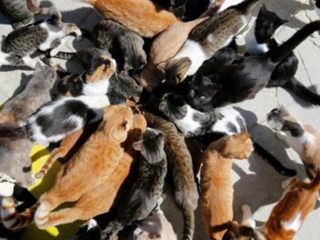 Une centaines de cadavres de chats retrouvés en France