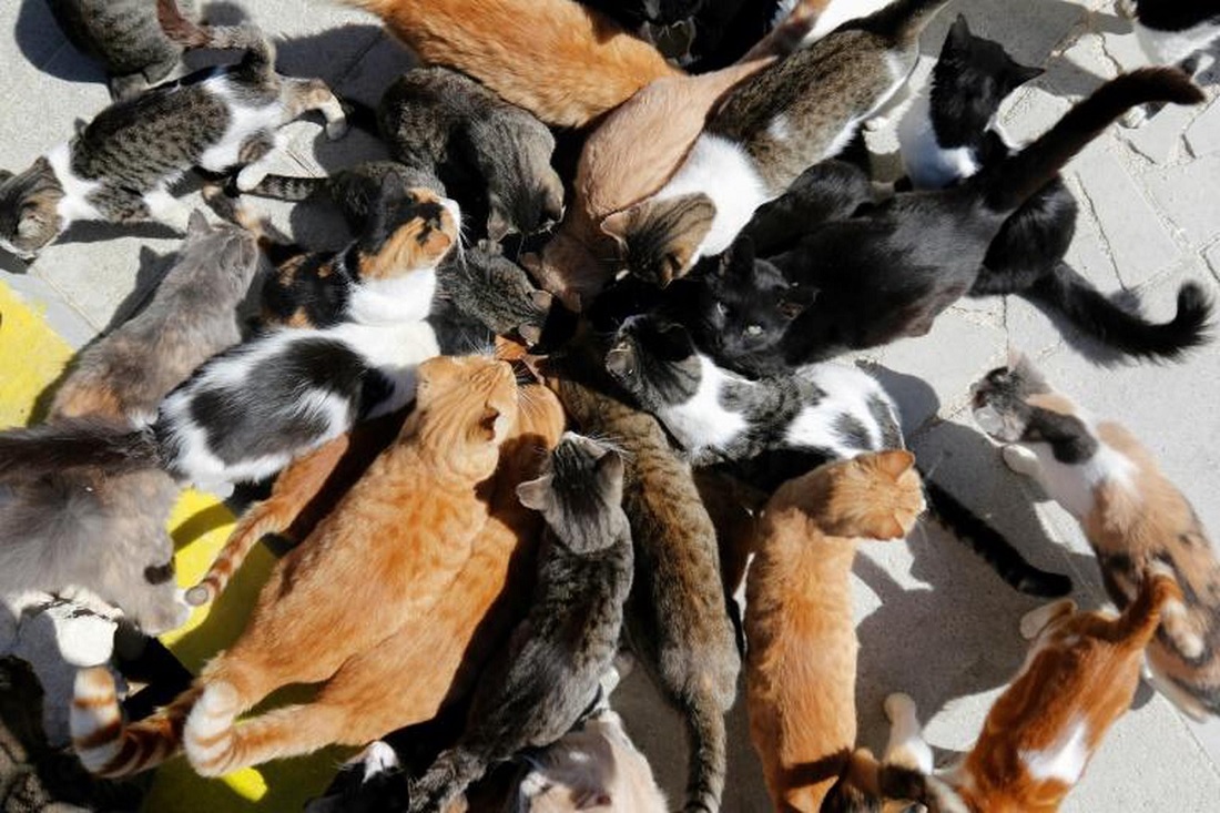 Une centaines de cadavres de chats retrouvés en France