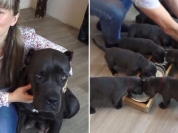 Un record de naissance pour la race Cane Corso : 19 chiots nés dans la nuit [VIDÉO]