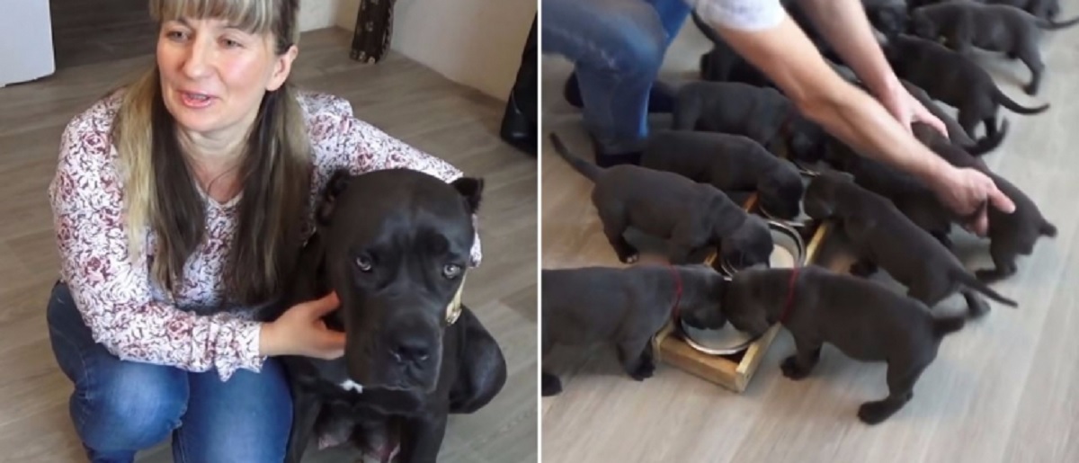 Un record de naissance pour la race Cane Corso : 19 chiots nés dans la nuit [VIDÉO]