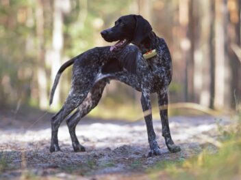 Collier GPS pour les chiens : quelles caractéristiques ?
