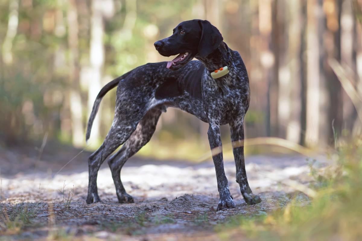 Collier GPS pour les chiens : quelles caractéristiques ?