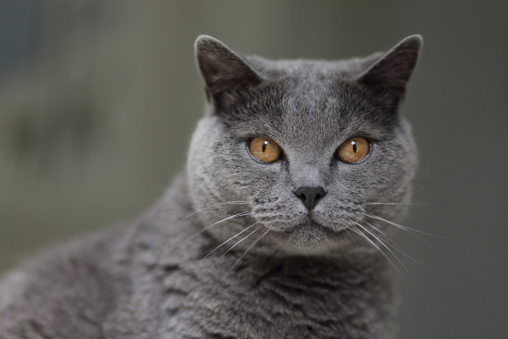 Chartreux
