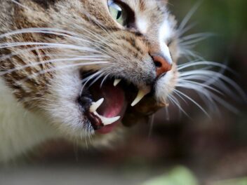 4 astuces pour que votre chat arrête de vous mordre
