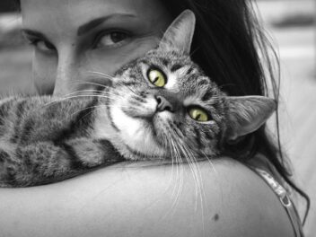 Les chats s&rsquo;attacheraient autant à leurs maîtres que les chiens