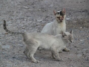 Votre chat peut-il être porteur du Coronavirus ?
