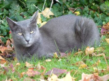 Chat court sur pattes – Découvrez les 4 races