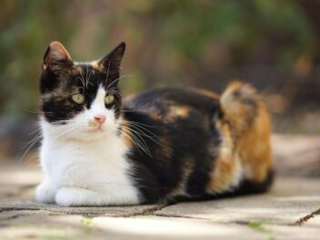 Chat Isabelle – Quelles particularités