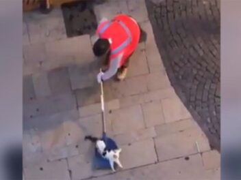 Horreur à Montélimar ! Un employé de voirie jette un chat encore vivant aux ordures !