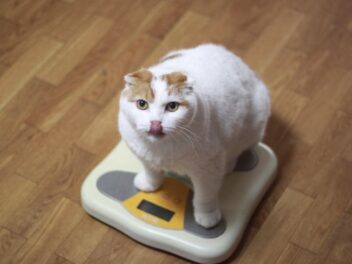 Obésité du chat – Symptômes et remèdes